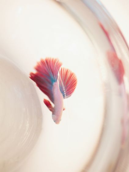 LePorte-cartes Gabin - Star Flamme