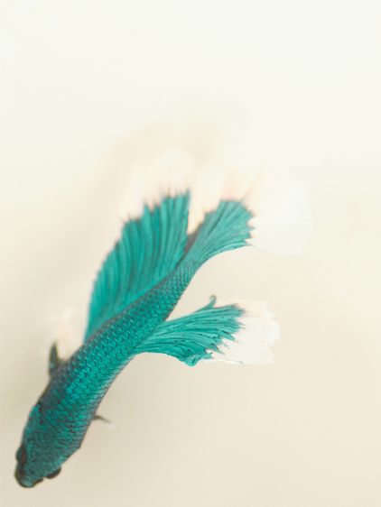 LeGustave - Star Lagon